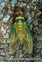Green Grocer Cicada (Cyclochila australasiae) emerging from nymph 'shell'. Coffs Harbour, New South Wales, Australia
