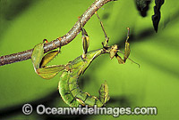 Spiny Leaf Insect (Extatosoma tiaratum). Also called Macleay's Spectre Stick Insect. Coffs Harbour, New South Wales, Australia