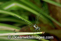 Sydney Flatwing Dragonfly (Austroargiolestes isabellae). Coffs Harbour, New South Wales, Australia