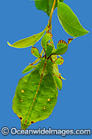 Australian Leaf Insect (Phyllium monteithi). Australia's only true leaf insect, restricted to tropical rainforests of North Queensland. Sightings are rare due to exceptional camouflage. Both sexes have full length wings, but only males can fly.