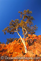 Ghost Gum on cliff face. MacDonnell Ranges, Central Australia.