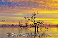 Scenic landscape showing dead River Red Gums (Eucalyptus camaldulensis), silhouetted on Lake Menindee at dawn sunrise. Near Broken Hill, New South Wales, Australia