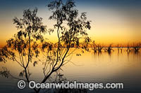 Scenic landscape showing dead River Red Gums (Eucalyptus camaldulensis), silhouetted on Lake Menindee during twilight hour after sunset. Photo taken in the outback near Broken Hill, New South Wales, Australia.