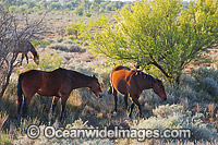 Semi wild Horses feeding on native bush in the outback, near Silverton, New South Wales, Australia.