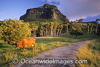 Cow (Bos taurus) and Kentia Palm forest. Lord Howe Island, World Heritage National Park, New South Wales, Australia