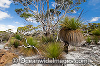 Grass Tree (Xanthorrhoea australis) and Eucalypt Tree forest. Grass trees were previously called Black Boy trees, but this wording is no longer used. Flinders Island, Tasmania, Australia
