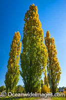 Poplar trees in Autumn colour. Uralla, near Armidale, Northern Tablelands, New South Wales, Australia.