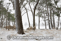 Sheep standing in a field cloaked in snow. Guyra, New England Tableland, New South Wales, Australia.
