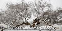 THIS IS A VERTIAL COPY OF THE PREVIOUS IMAGE Old tree sitting in a farmland field cloaked in snow, Black Mountain, New England Tableland, New South Wales, Australia.