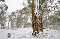 Eucalypt forest cloaked in snow, Black Mountain, New England Tableland, New South Wales, Australia.