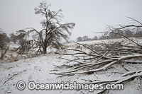 Farm land cloaked in snow, Black Mountain, New England Tableland, New South Wales, Australia.