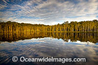Urunga Wetland Nature Reserve. New South Wales, Australia.