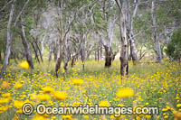 Golden Everlasting Paper Daisies (Xerochrysum viscosum), carpet the landscape with a Eucalypt forest. New England Tableland, New South Wales, Australia.