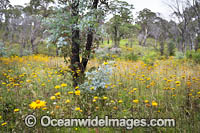 Golden Everlasting Paper Daisies (Xerochrysum viscosum), carpet the landscape with a Eucalypt forest. New England Tableland, New South Wales, Australia.