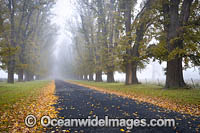 Country road lined with Elm trees in Autumn. Near Uralla, New England Tableland, New South Wales, Australia.