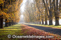 Country road lined with Elm trees in Autumn. Near Uralla, New England Tableland, New South Wales, Australia.