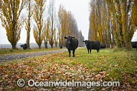 Cattle on country road lined with Poplar trees during Autumn. Uralla, New England Tableland, New South Wales, Australia.