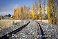 Country railway line lined with Poplar trees in Autumn. Uralla, New England Tableland, New South Wales, Australia.