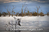 Dead River Red Gum trees (Eucalyptus camaldulensis) in Lake Menindee, near Broken Hill, New South Wales, Australia