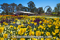 Floriade Festival, Commonwealth Park, Canberra, Australian Capital City, Australia. Floriade is Australia's biggest celebration of Spring that runs each year in Canberra during the months of September and October.