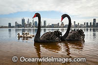 Black Swan (Cygnus atratus), parent birds with cygnets on the Swan River with Perth City in background. Perth, Western Australia.