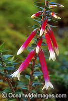 Flower of a Fuschia Heath (Epacris longiflora). New England National Park, New South Wales, Australia
