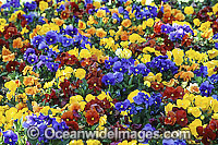 Bed of multi-coloured Pansy Flowers. Canberra, ACT, Australia