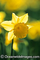 Daffodil Flower. Canberra, ACT, Australia