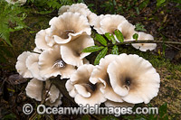 Rainforest Fungi. Photo was taken in Dorrigo National Park, part of the Gondwana Rainforests of Australia World Heritage Area. Dorrigo, NSW, Australia.