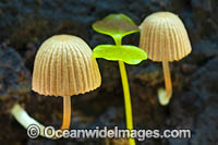 Fungi (Coprinellus disseminatus). Photo taken in Bruxner Nature Reserve Rainforest, Coffs Harbour, New South Wales, Australia.