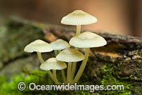 Rainforest Fungi. Photo taken in Bruxner Nature Reserve Rainforest, Coffs Harbour, New South Wales, Australia.