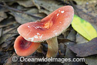 Fungi (Russula sp.). Photo taken in Bruxner Nature Reserve Rainforest, Coffs Harbour, New South Wales, Australia.