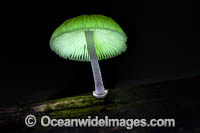 Bioluminescent Fungi (Mycena chlorophos). Photographed at night in Bruxner Nature Reserve Rainforest, Coffs Harbour, New South Wales, Australia.