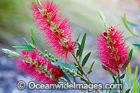 Callistemon (Callistemon sp.) - flower. Also known as Bottlebrush. Eastern and southern Australia.
