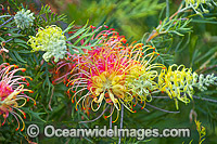 Grevillea flowers (Grevillea sp.). Photo was taken in south-east Queensland, Australia.