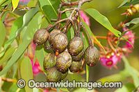 Gum nuts and flower of a eucalypt flowering gum tree. Photo taken in Coffs Harbour, NSW, Australia.
