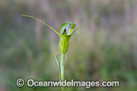 Metcalf's Greenhood Orchid (Pterostylis metcraftei). This Rare native Australian ground orchid is known only from Ebor and nearby Wongwibinda and Hernani, on the Northern Tablelands, New South Wales, Australia.