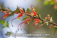 Australia Wildflower, Grevillea (Grevillea tripartita subsp. macrostylis). Native to Western Australia, near Esperance.