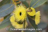 Bookleaf Mallee (Eucalyptus kruseana). Kalgoorlie Goldfields, Western Australia.