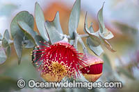 Rose of the West wildflower (Eucalyptus macrocarpa). Northern Heathlands, Western Australia.
