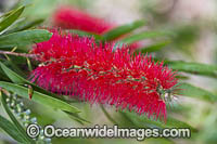 Pink Ice Bottlebrush wildflower (Callistemon phoeniceus). Central to southern Western Australia.