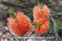 Scarlet Honeymyrtle wildflower (Melaleuca fulgens). Wheatbelt, Western Australia.