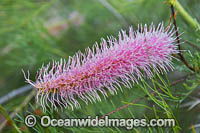Pink Pokers Grevillea wildflower (Grevillea petrophiloides subsp. petrophiloides). Southern Heathland, Western Australia.