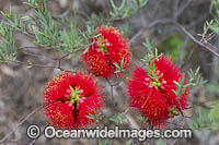 Robin Redbreast wildflower (Melaleuca lateritia). South-west region, Western Australia.