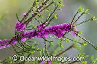 Corky Honeymyrtle wildflower (Melaleuca suberosa). Native to southern Western Australia, Australia.
