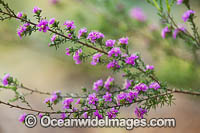 Kunzea wildflower (Kunzea sp.) Belongs to the Myrtle family of plants. Endemic to Western Australia, Australia.