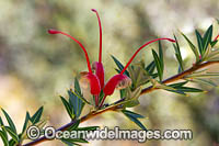 Grevillea wildflower (Grevillea tripartita subsp. macrostylis). Endemic to Esperance Plains, Western Australia.
