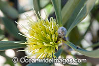 Ashy Hakea wildflower (Hakea cinerea). Southern Heathland, Western Australia.