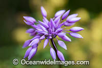 Purple Tassel wildflower (Sowerbaea laxiflora). South-west region, Western Australia.