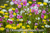Pink Paper-daisy wildflower (Rhodanthe chlorocephala). Northern Heathland, Western Australia.